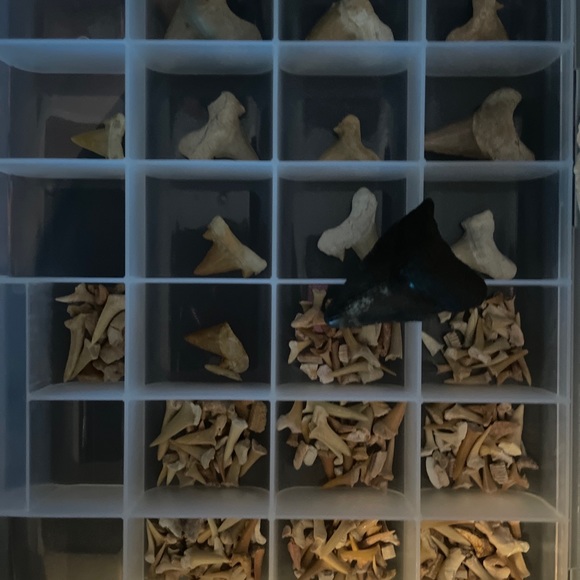 Shark naw and tooth collection - Picture 2 of 3